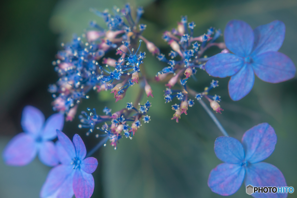 紫陽花②