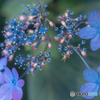 紫陽花②