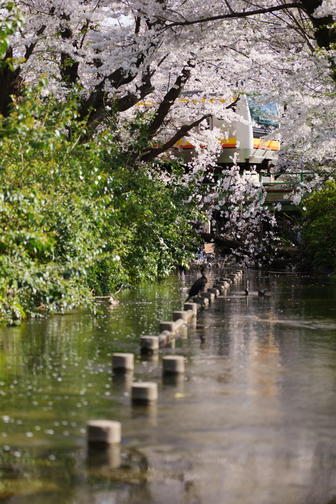 桜沿線