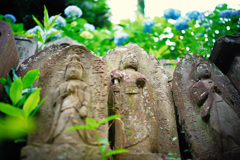 紫陽花寺