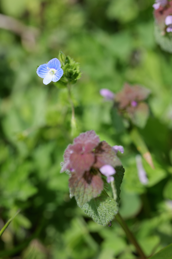 小花