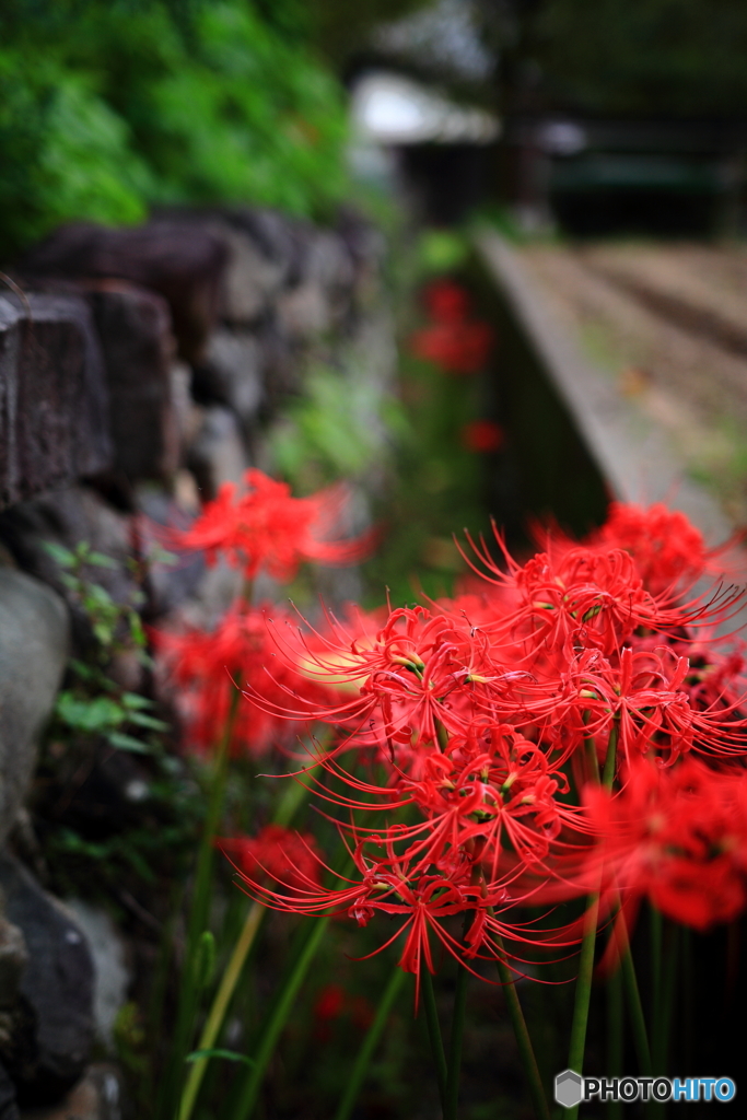 秋の紅