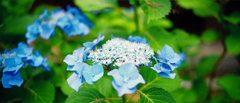 紫陽花