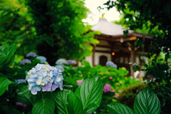 紫陽花寺