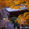 大雄山最乗寺の紅葉
