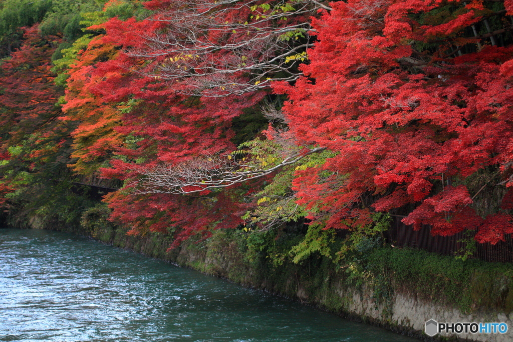 紅葉