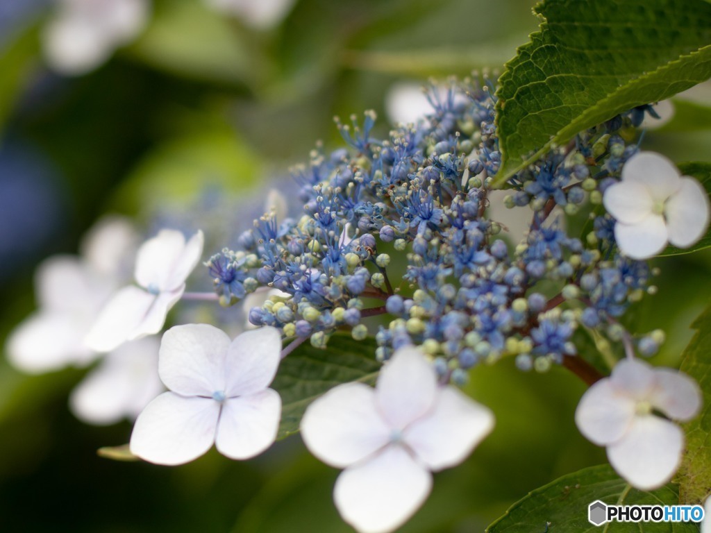 小さな花も積もれば大輪に