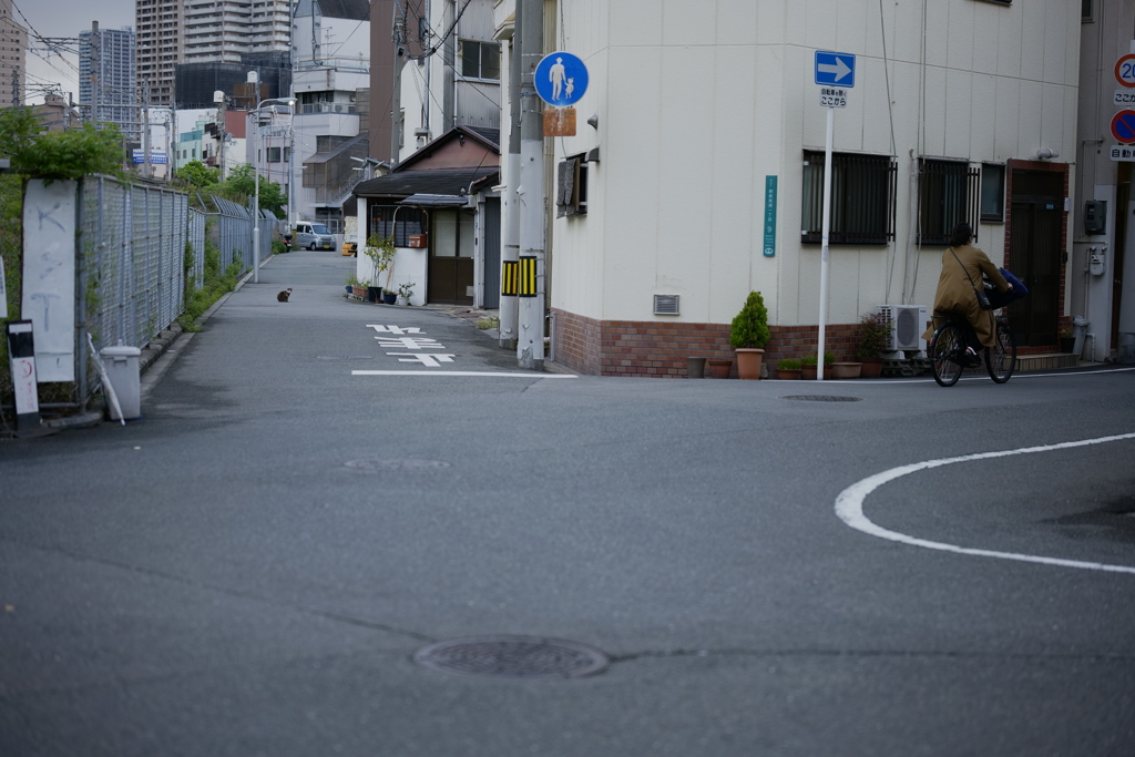 猫と自転車