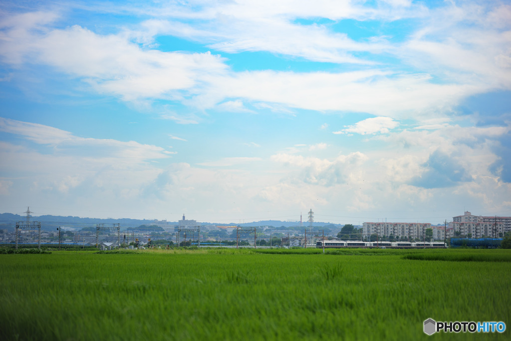 夏の伊勢原