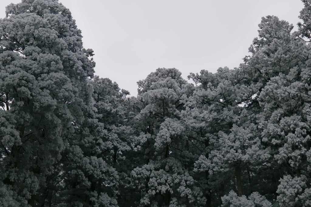 樹氷の森