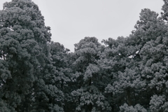 樹氷の森