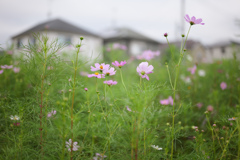 秋桜