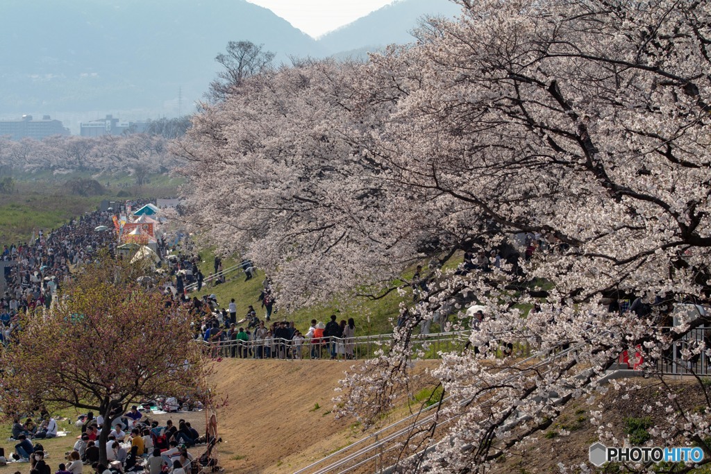 桜＜人