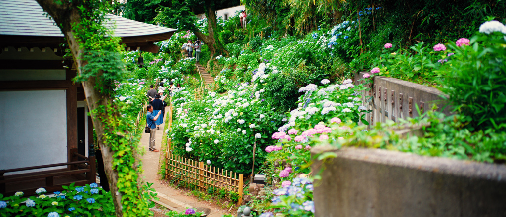 紫陽花寺