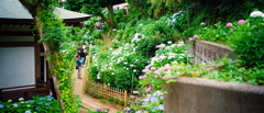 紫陽花寺