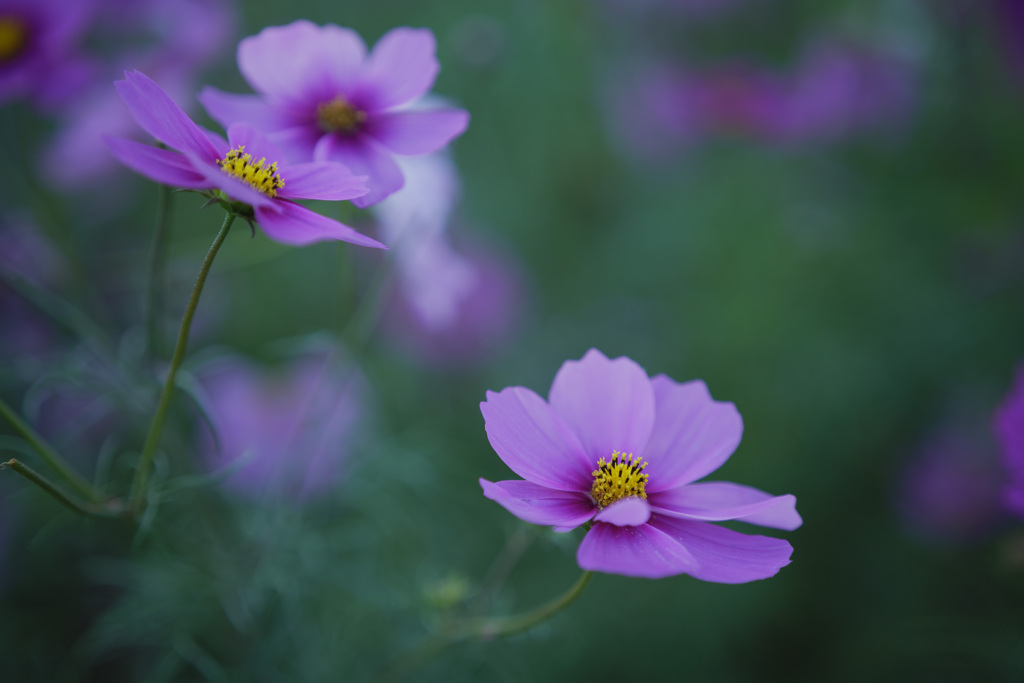 青秋桜