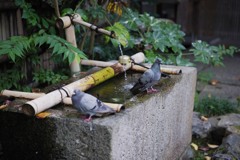湧水活用術