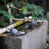 湧水活用術