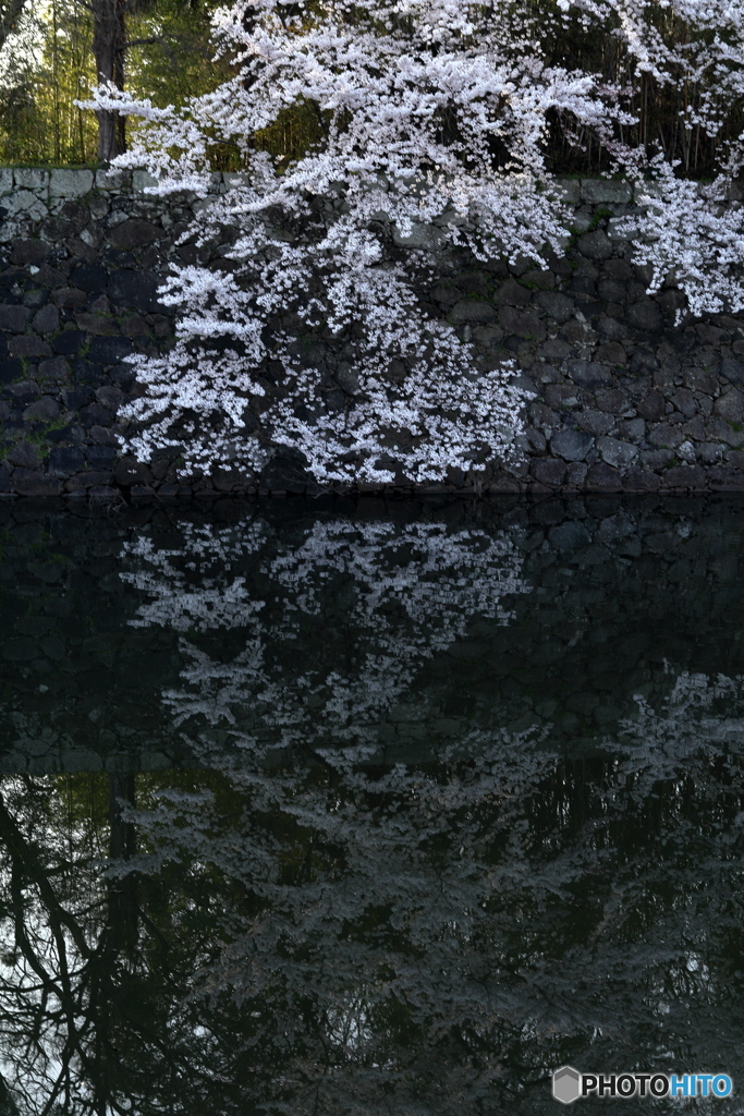 静桜