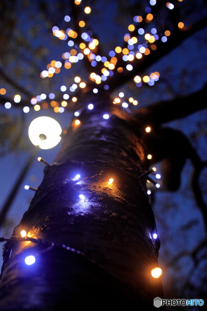 Brilliant tree