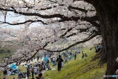 背割堤の桜２