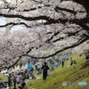 背割堤の桜２