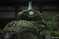 苔