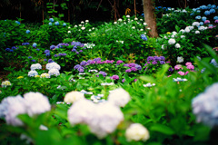 紫陽花寺