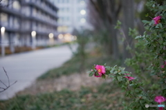 紅