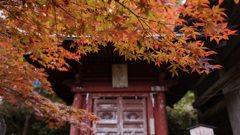 紅葉