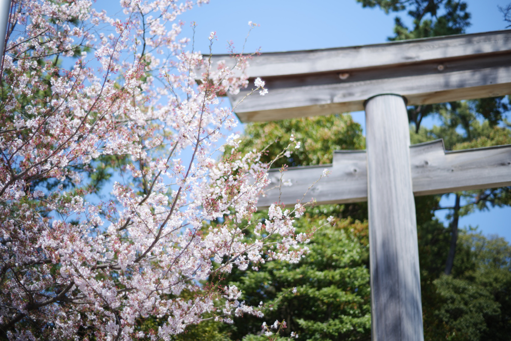 社の桜