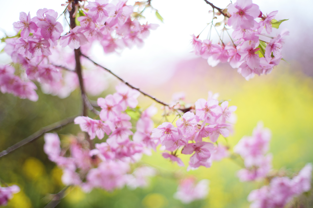 河津桜