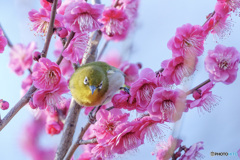 うめじろー⑥