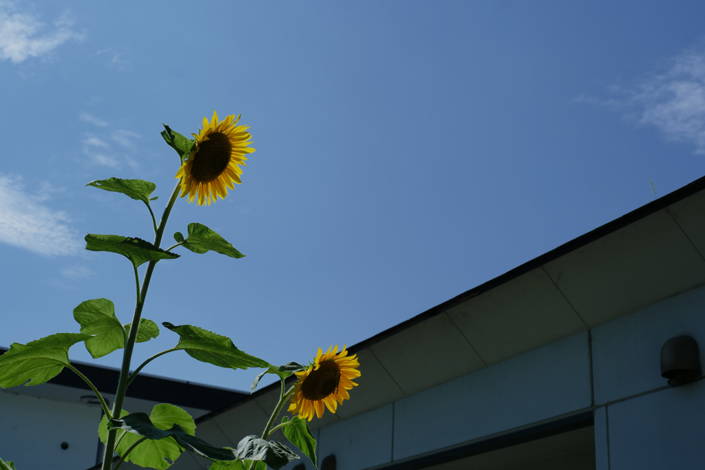 夏色