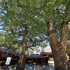 夫婦楠