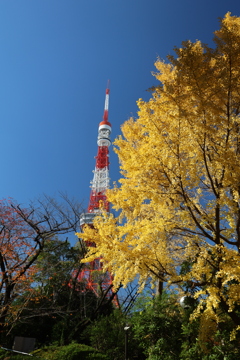 秋のタワー