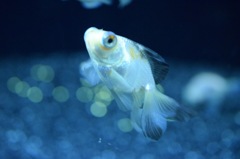 パンダ金魚