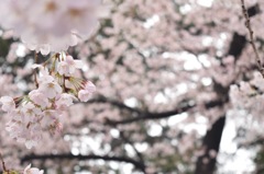 一面の桜