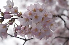 雨降り花見
