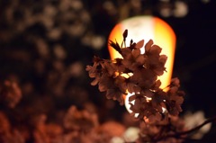 夜桜