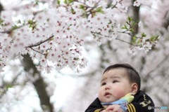 我が子と桜