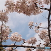 桜のフォトフレーム