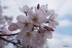 心まで桜色に。