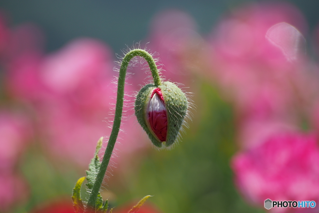 恋の蕾