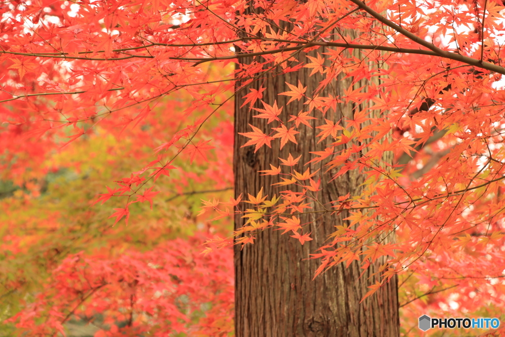 Autumn　color