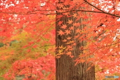 Autumn　color