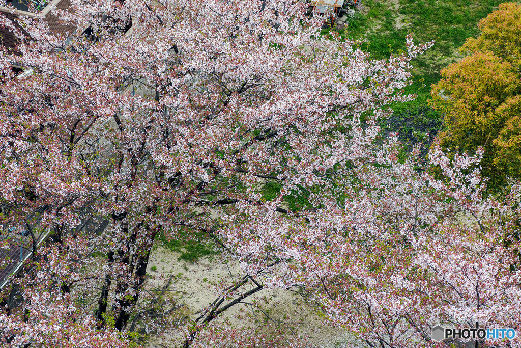 眼下の桜　落下中