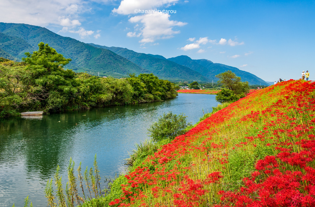 津屋川の彼岸花