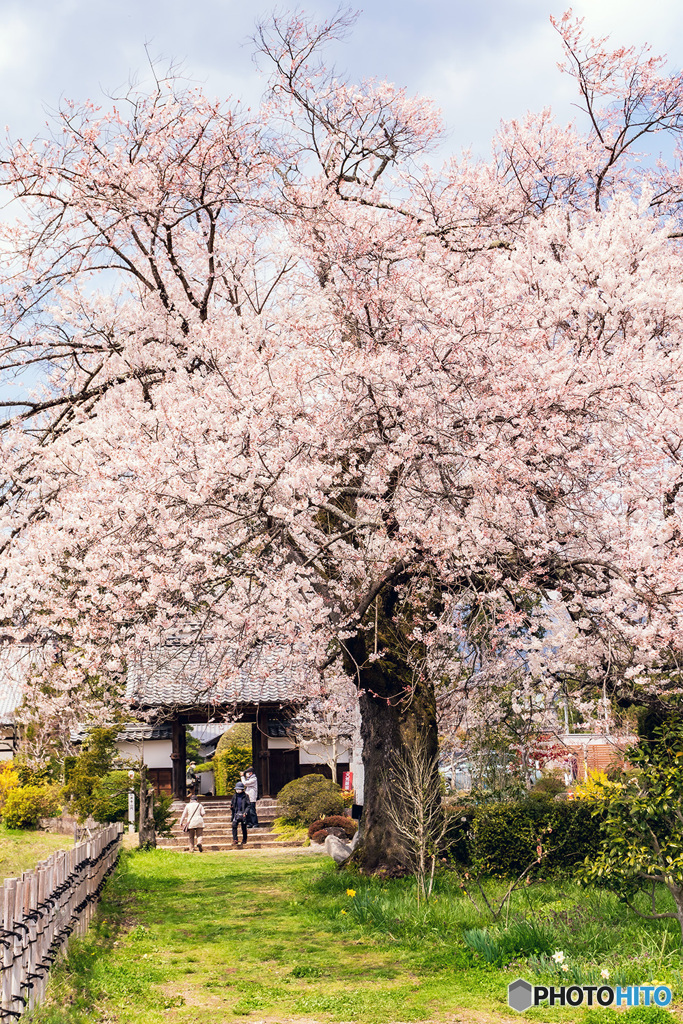 松源寺の桜