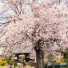 松源寺の桜